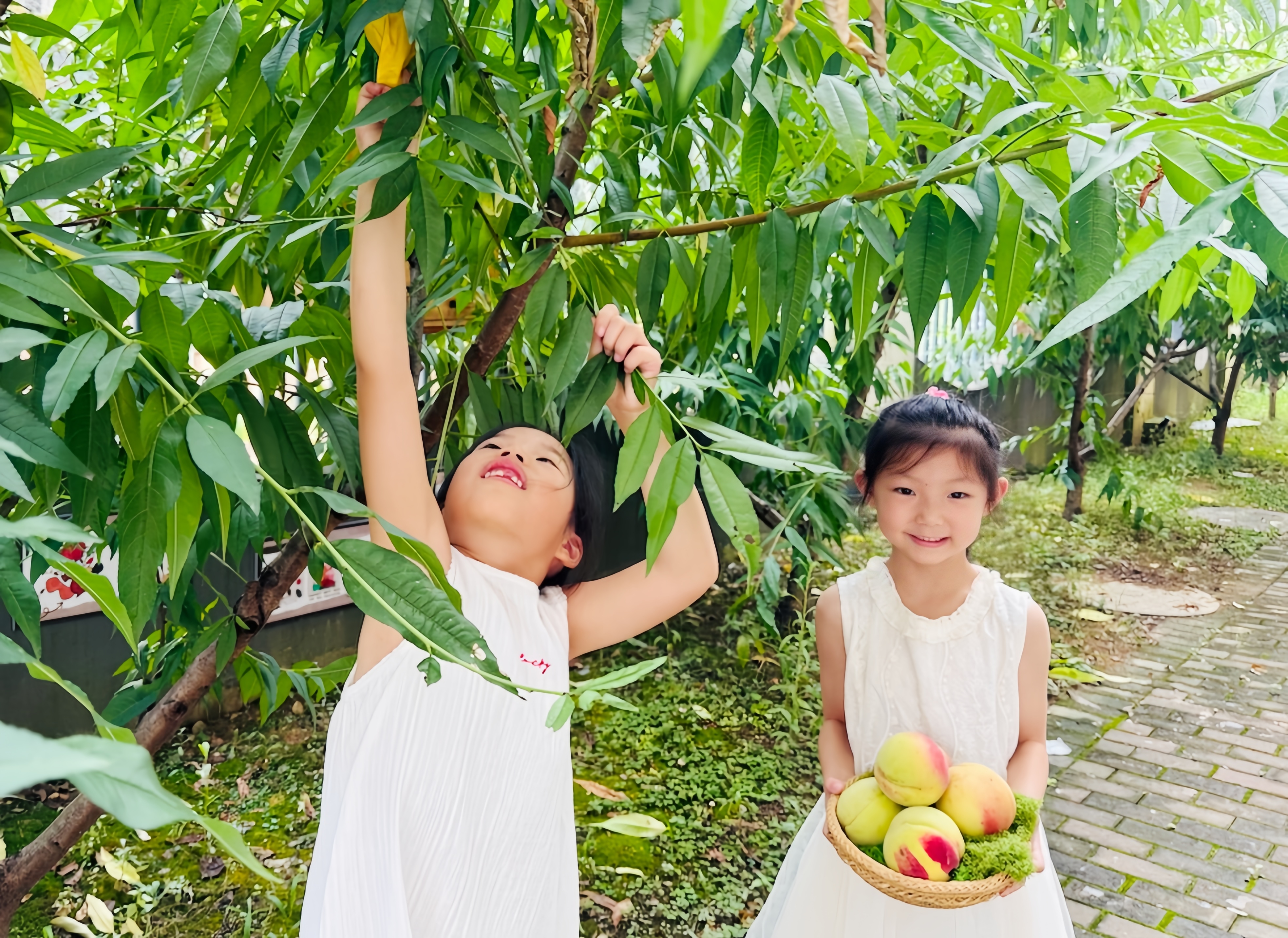 桃香溢滿園 勞動伴成長——城南幼兒園小小采摘工上線